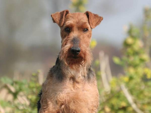 Welsh Terrier sta guardando