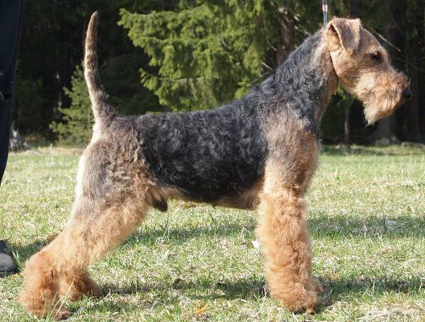 Descrizione della razza Welsh Terrier