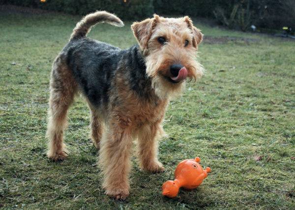 Welsh terrier con un giocattolo