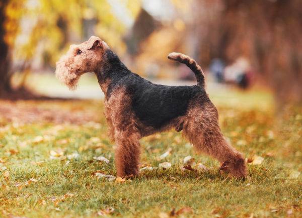 Welsh terrier per una passeggiata