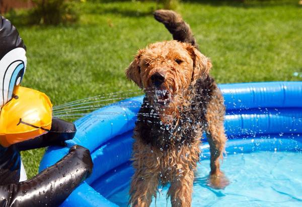 Welsh terrier in piscina