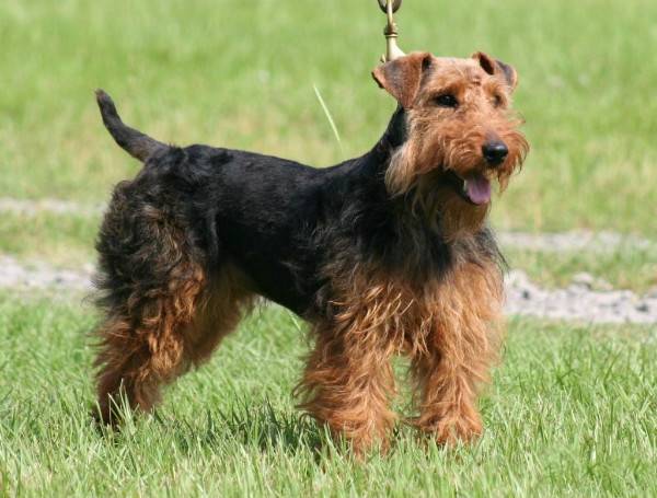 Welsh terrier passeggiate