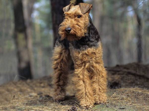 Welsh terrier nella foresta