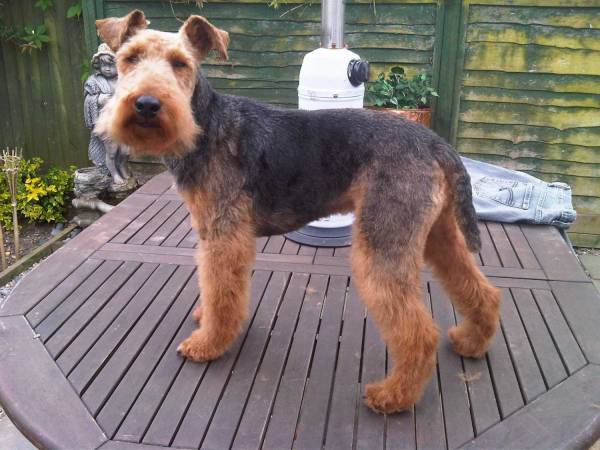 Welsh terrier bellissimo cane