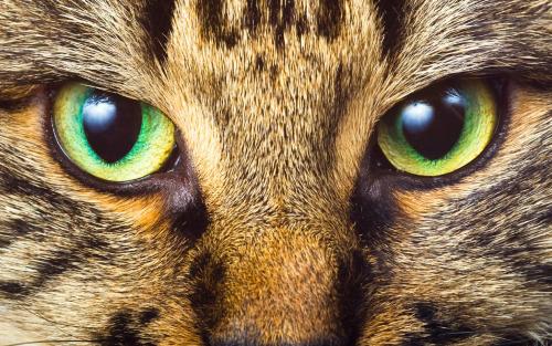 I gatti vedono i colori?