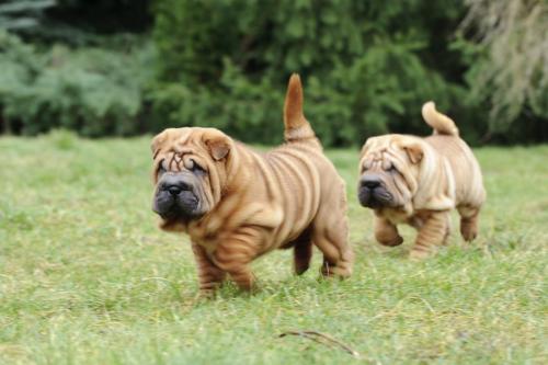 Possibile aggressione di Sharpei - personaggio e allevare la socializzazione