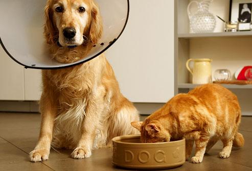 Tutto quello che devi sapere sull'alimentazione della tua casa animali