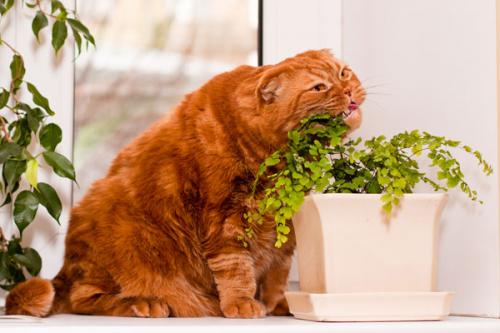 Piante velenose e fiori per gatti