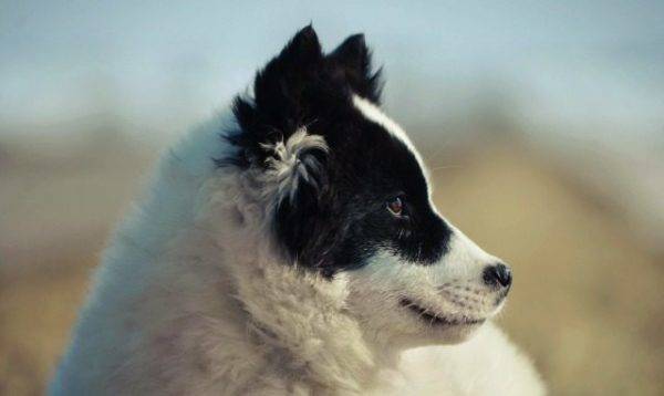 volto del husky Yakut