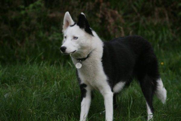 Yakut husky nella foresta
