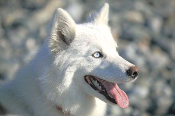 white yakut like