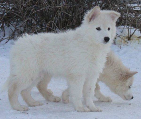 cuccioli del husky Yakut