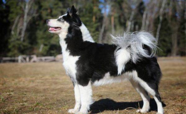 Yakut husky lateralmente