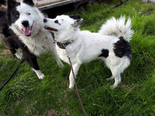 Yakut husky in natura
