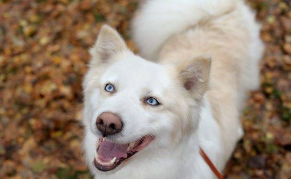 bellissima foto di husky Yakut