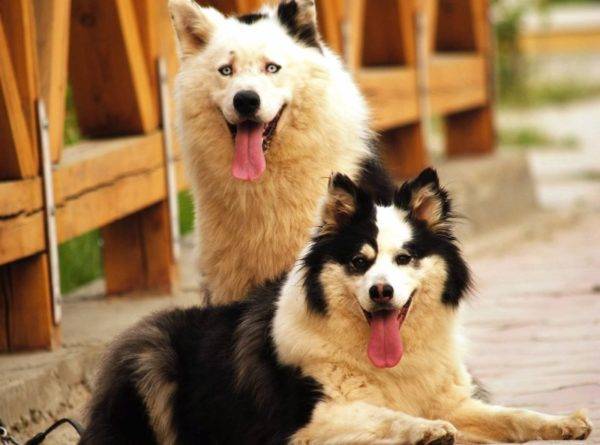 I like di Yakut sono belli