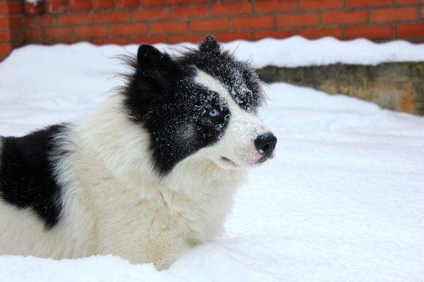 Yakut husky nella neve