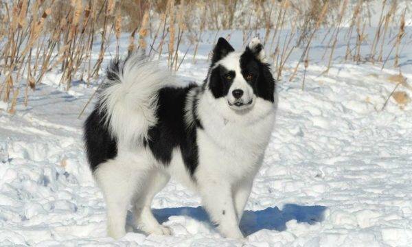 Yakut winter husky