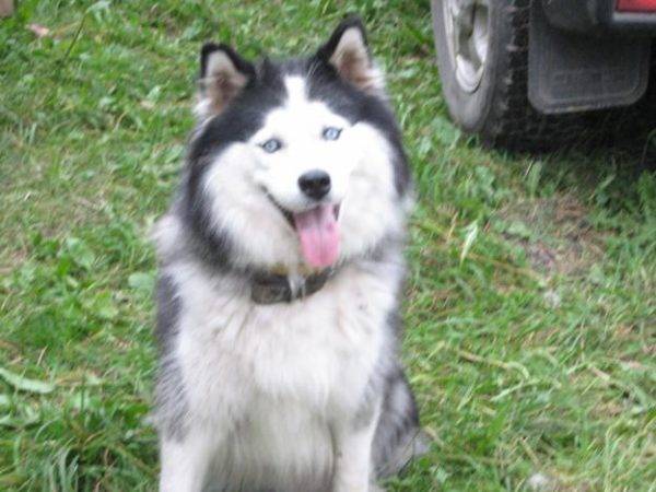 Yakut husky bianco-grigio