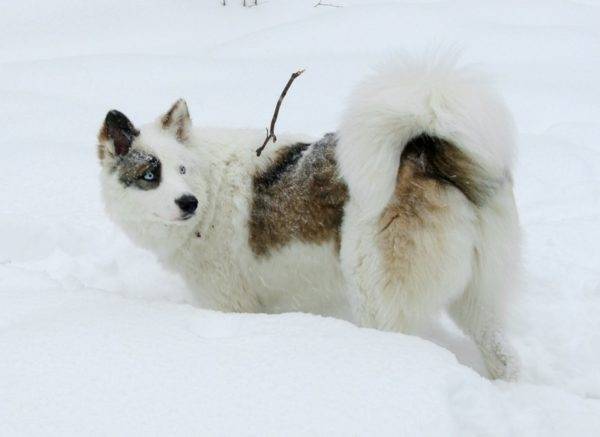 Yakut husky in bianco e nero con segni rossi