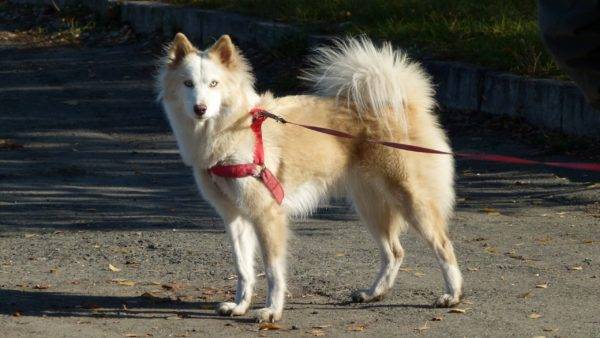Yakut husky bianco-rosso