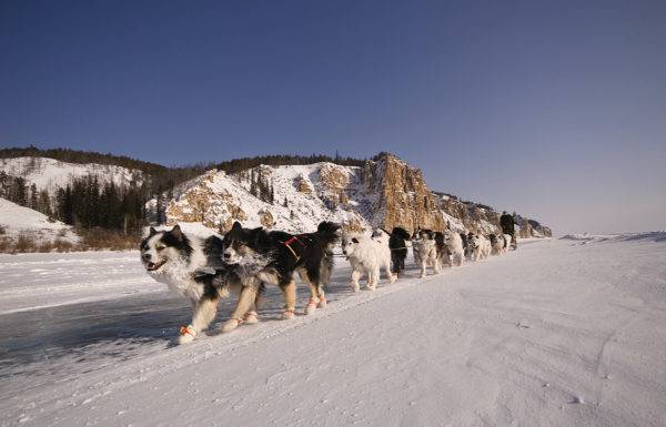 molti husky Yakut