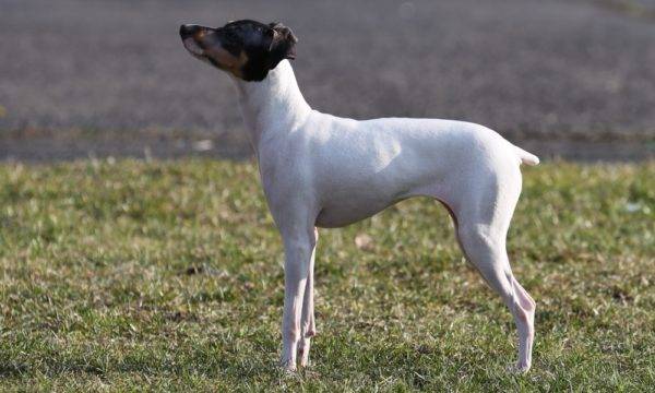 Terrier giapponese
