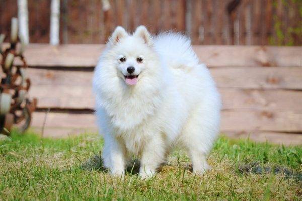 Spitz giapponese
