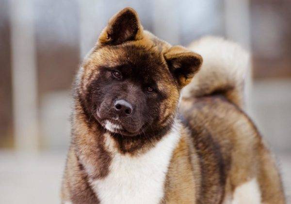 Akita americano