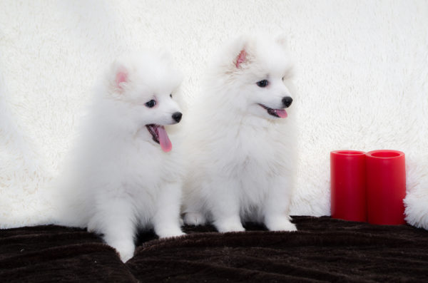 Spitz giapponese su sfondo bianco