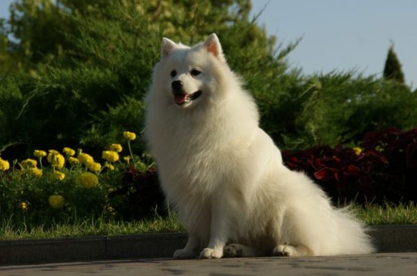 Spitz giapponese siede