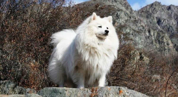 Spitz giapponese sta