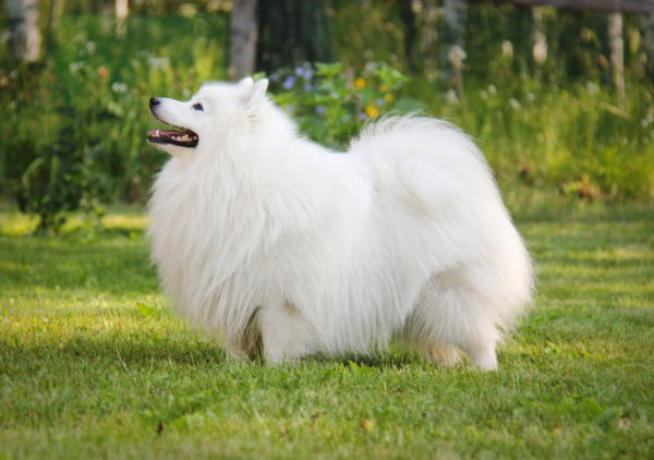 Bellissimo giapponese spitz
