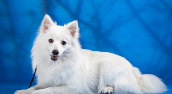 Bellissimo Spitz giapponese su sfondo blu