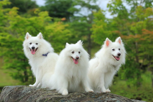 Spitz giapponese