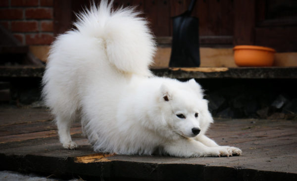 Spitz giapponese divertente