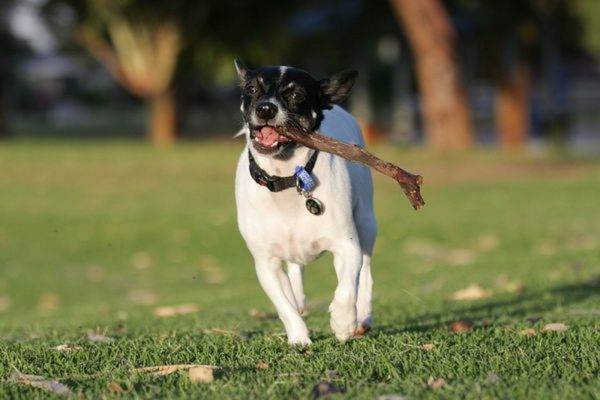 Terrier giapponese con un bastone
