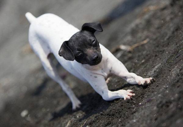 Tratti di Terrier giapponese