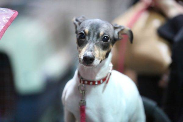 Terrier giapponese con colletto rosso