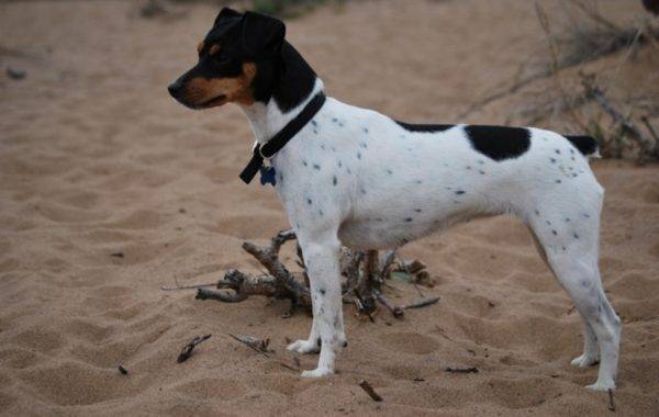 Descrizione della razza Terrier giapponese