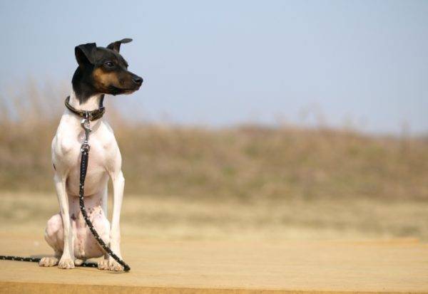 Terrier giapponese è seduto