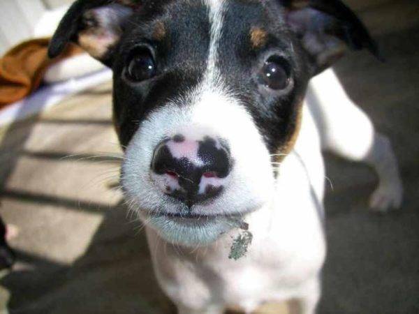 Museruola Terrier giapponese