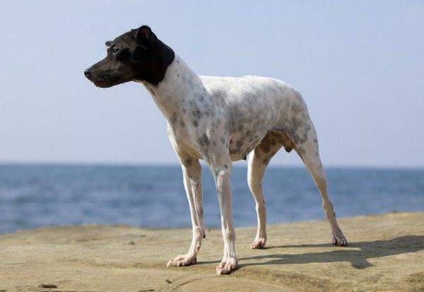Terrier giapponese in mare