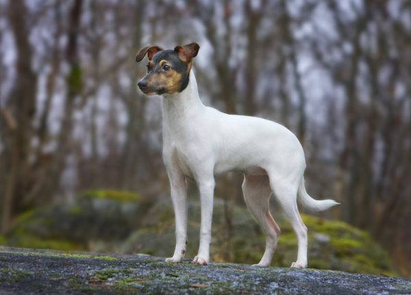 Terrier giapponese nella foresta