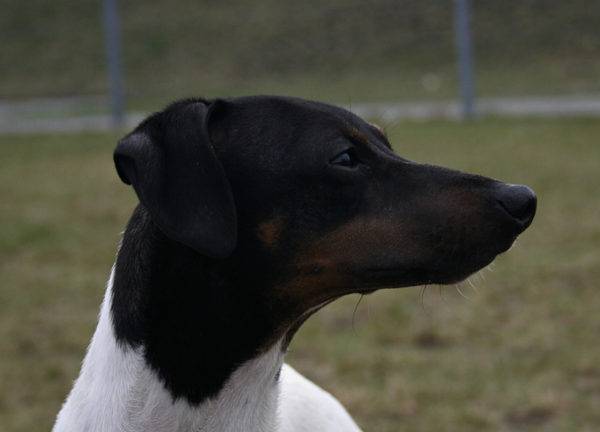 Il terrier giapponese sta guardando