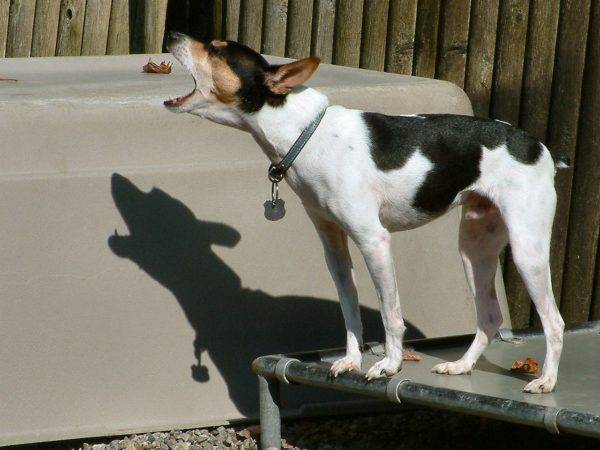 Terrier giapponese a bocca aperta