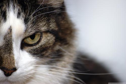 Il linguaggio del corpo del tuo gatto