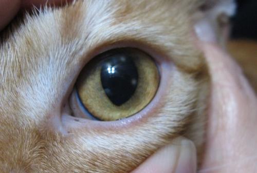 Ulcera corneale nei gatti - sintomi, diagnosi e il trattamento