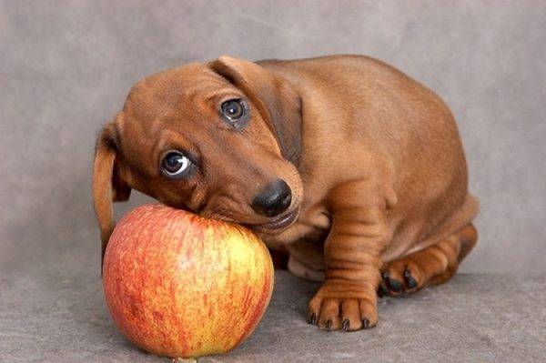 cane