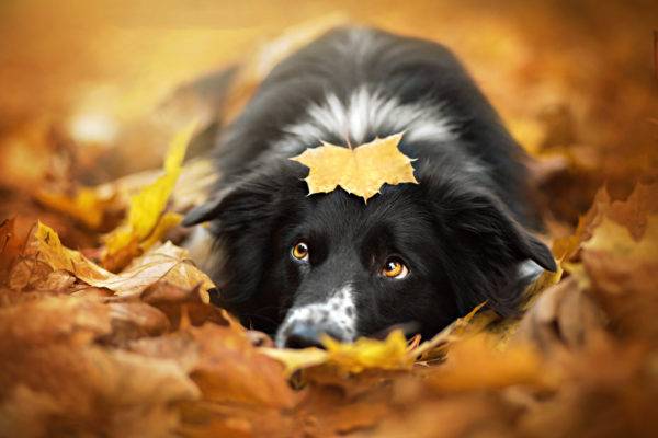 cane nel fogliame
